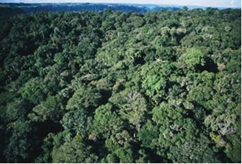 Floresta Equatorial